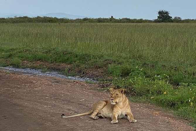 Nairobi national park and Giraffe center - A three-hour game drive in Nairobi National Park
