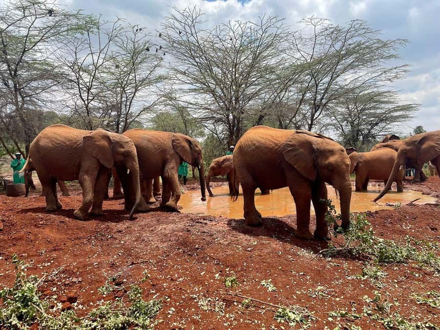 Nairobi National Park, Baby Elephant and Giraffe Centre Tour - Key points to know before booking