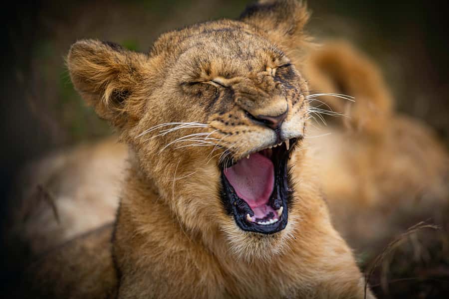 Nairobi National Park, Baby Elephant and Giraffe Centre Tour - Why this Nairobi day trip works