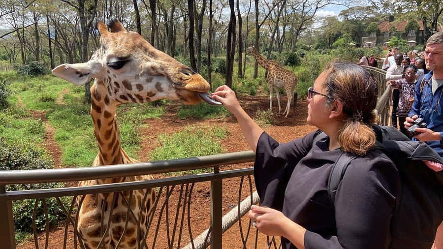 Nairobi National Park, Baby Elephant and Giraffe Centre Tour - Meeting orphaned elephants at the David Sheldrick Wildlife Trust