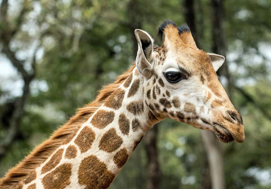 Nairobi National Park, Baby Elephant and Giraffe Centre Tour - Kazuri Beads and a local lunch break