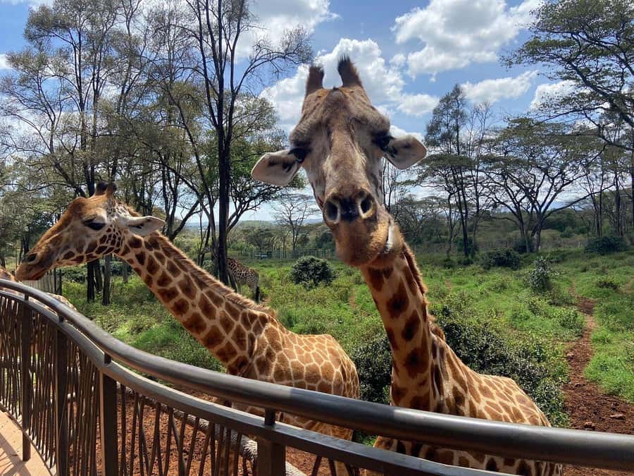 Nairobi National Park, Baby Elephant and Giraffe Centre Tour - Feeding giraffes at the Giraffe Centre
