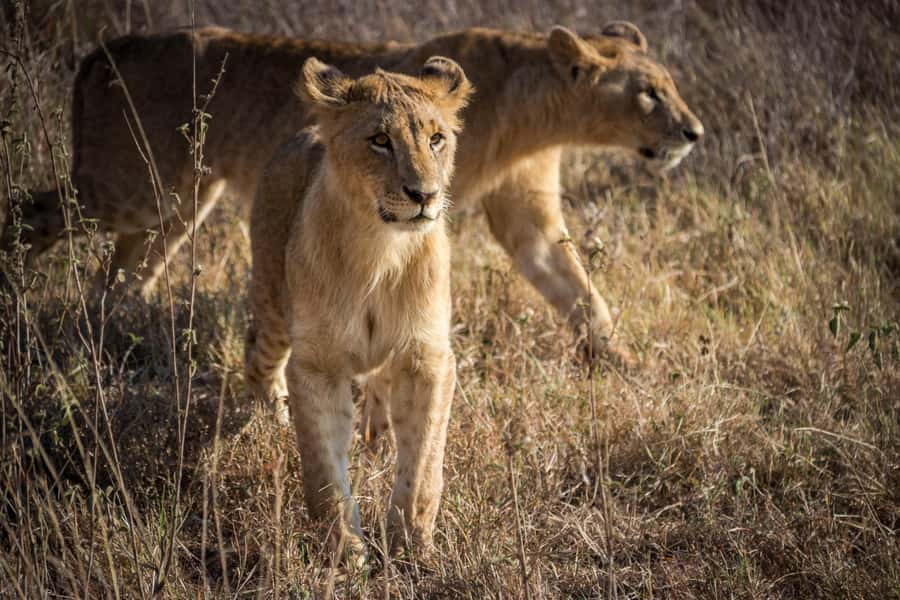 Nairobi National Park, Baby Elephant and Giraffe Centre Tour - Transport, pace, and comfort