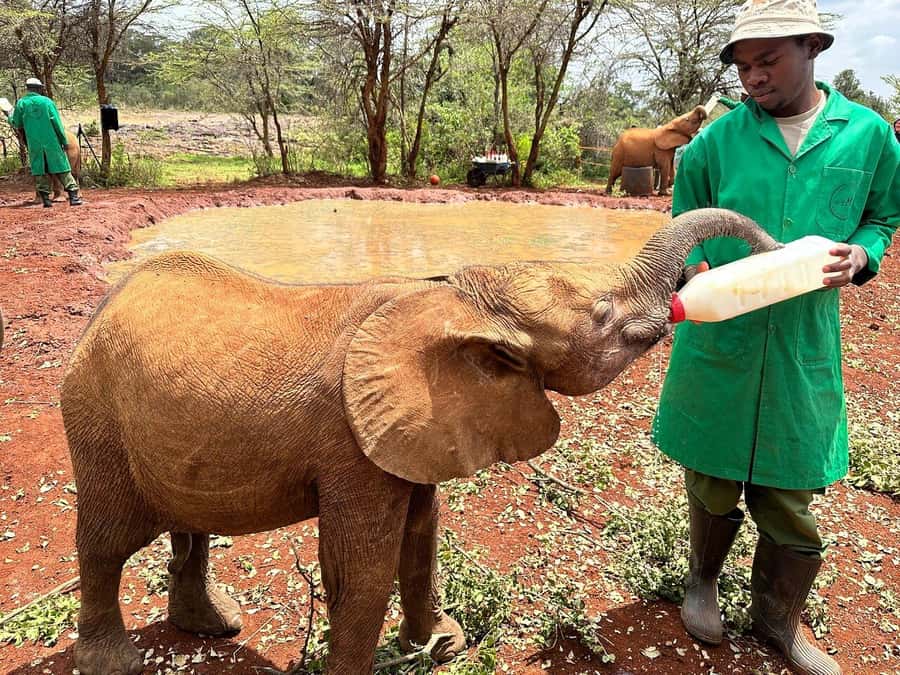 Nairobi National Park, Baby Elephant and Giraffe Centre Tour - Should you book this Nairobi wildlife day?