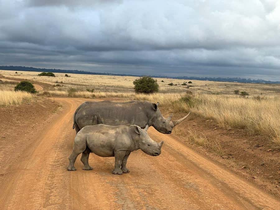 Nairobi National Park, Baby Elephant and Giraffe Centre Tour - Four hours among Nairobi’s wild animals