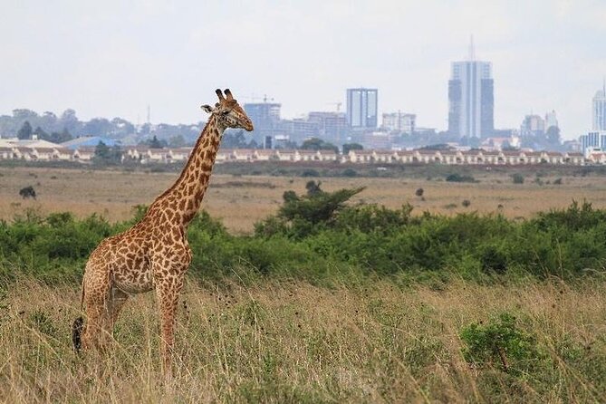 Nairobi: National park, baby Elephant, Giraffe center - Why Nairobi National Park makes this day unusual