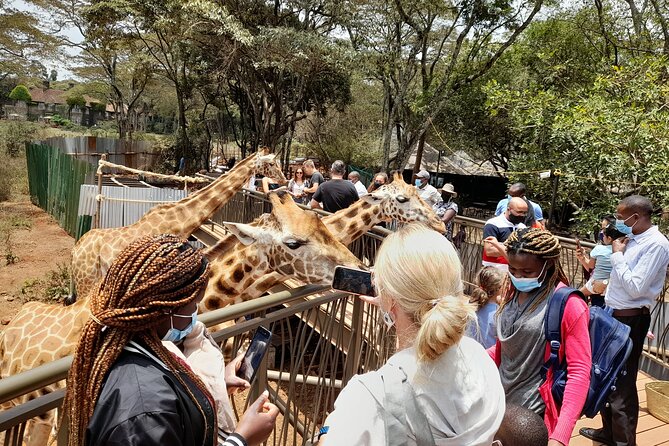 Nairobi: National park, baby Elephant, Giraffe center - Karen Blixen Museum: a quieter final stop