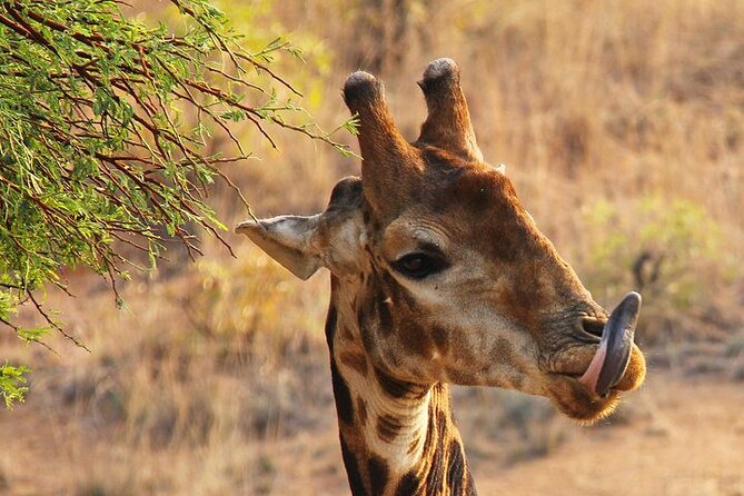 Nairobi: National park, baby Elephant, Giraffe center - The strongest reasons to choose this day
