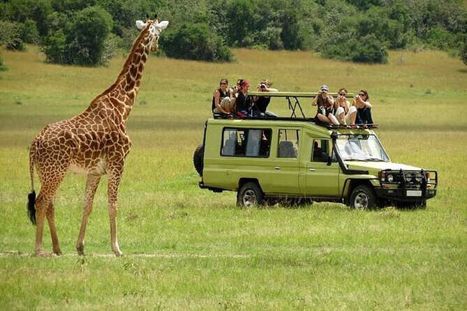 Nairobi: National park, baby Elephant, Giraffe center - Four hours among lions, rhinos, and city towers