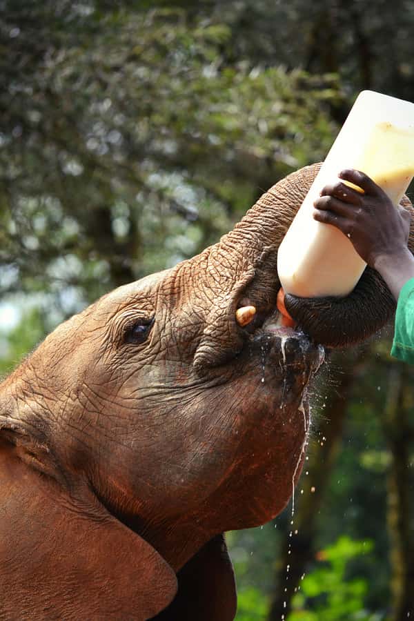 Nairobi: National Park, Baby Elephant & Giraffe Centre Tour - Three conservation stops in one Nairobi day