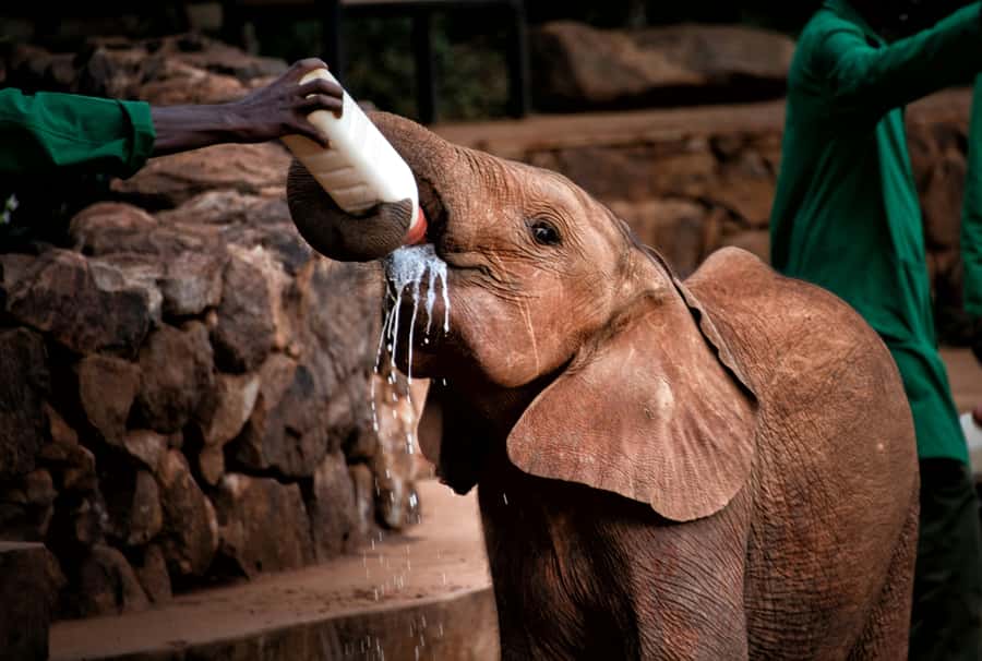 Nairobi: National Park, Baby Elephant & Giraffe Centre Tour - The vehicle question: van or safari jeep?