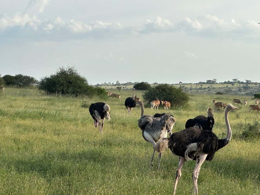 Nairobi: National Park, Baby Elephant & Giraffe Centre Tour - What makes the elephant orphanage worthwhile