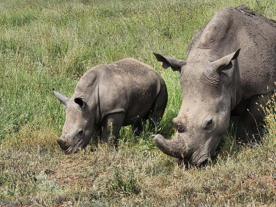 Nairobi: National Park, Baby Elephant & Giraffe Centre Tour - Lunch and the extra Kazuri visit