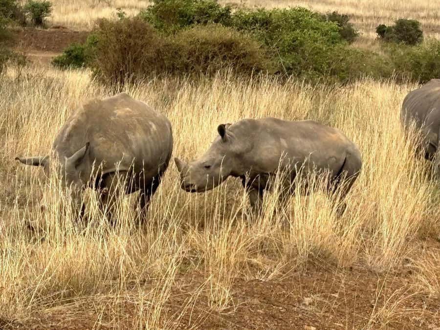 Nairobi: National Park, Baby Elephant & Giraffe Centre Tour - Guides can make or break the day