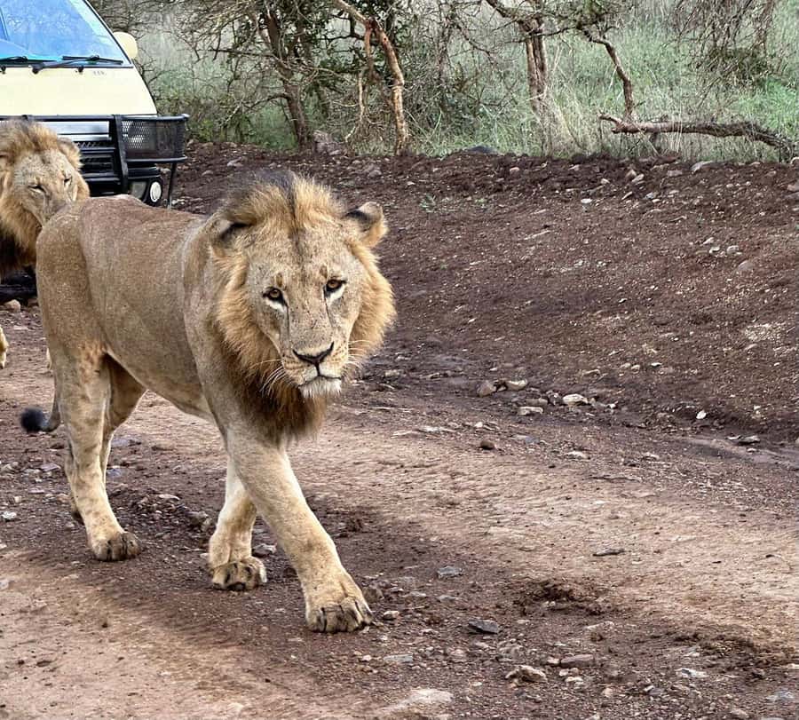 Nairobi: National Park, Baby Elephant & Giraffe Centre Tour - Who should book this experience?
