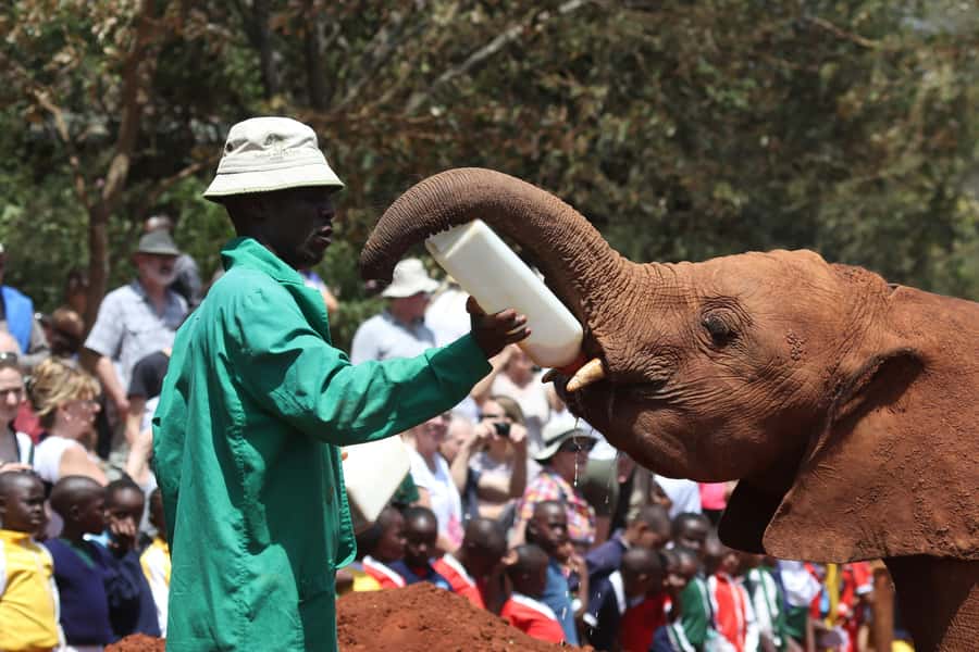 Nairobi: National Park, Baby Elephant & Giraffe Centre Tour - Starting with Nairobi National Park