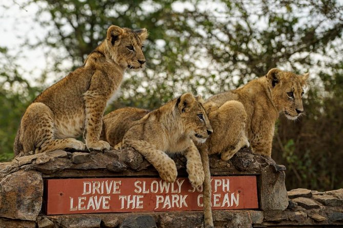 Nairobi National Park, Baby Elephant Orphanage and Giraffe Center - What the three-hour game drive is really like