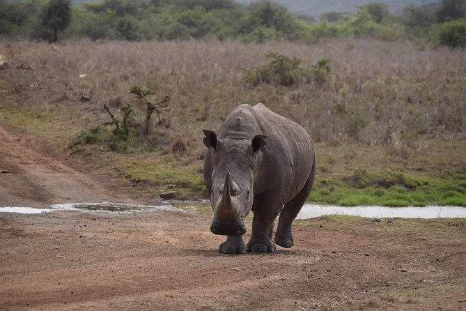 Nairobi National Park, Baby Elephant Orphanage and Giraffe Center - Who will get the most from this outing