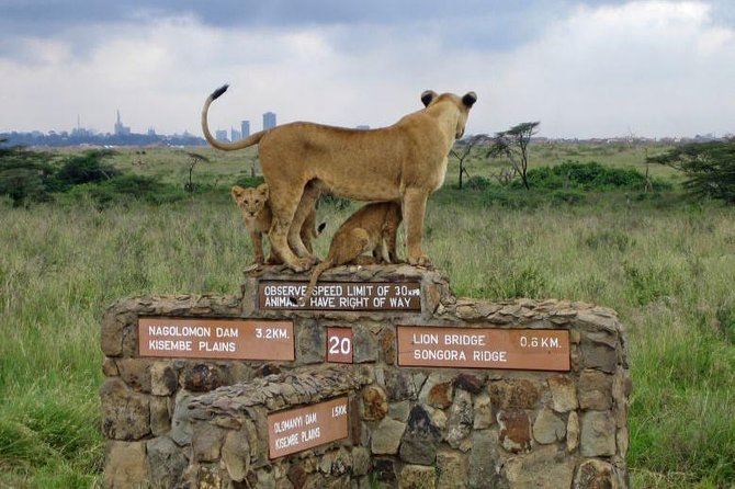 Nairobi National Park, Baby Elephant Orphanage and Giraffe Center - Giraffe Centre: the close encounter after the park