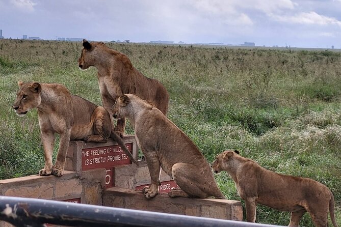 Nairobi National Park Daily Game drives. - Choosing the Right Time for the Four-Hour Drive