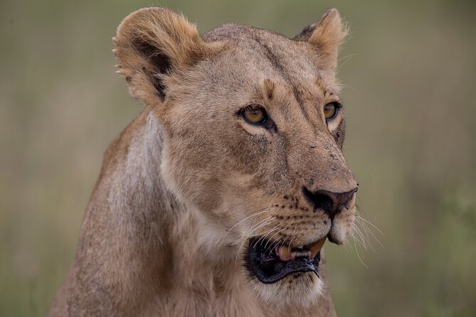 Nairobi National Park Day Tour - Why Nairobi National Park works for a short visit