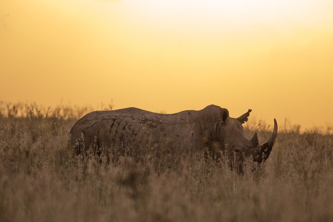 Nairobi National Park Day Tour - The city skyline and open plains