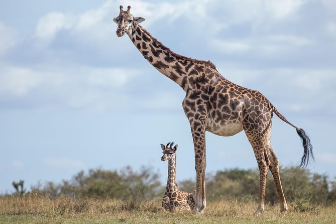 Nairobi National Park Day Tour - Walking trails, picnic sites, and campsites