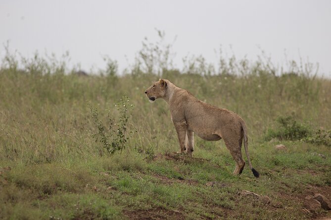 Nairobi National Park Day Tour - Who will enjoy this morning safari most