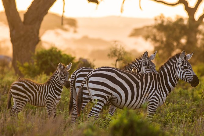 Nairobi National Park Day Tour - Four hours among Nairobi’s wildlife