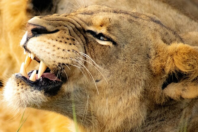 Nairobi National Park Early Morning or Afternoon Game Drive - Why Nairobi National Park is an easy first safari