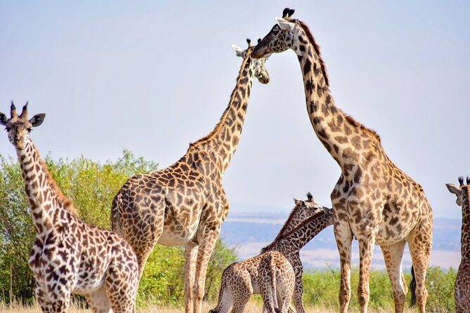 Nairobi National Park Early Morning or Afternoon Game Drive - Walking the hippo pool trails