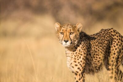 National Park Early Morning or Afternoon Game Drive