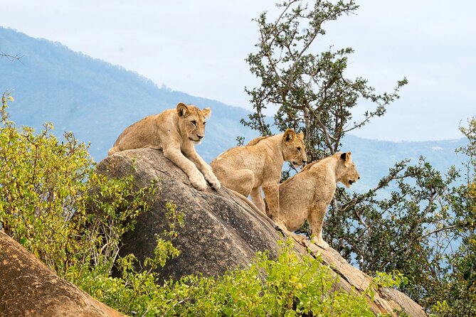 Nairobi National Park Early Morning or Afternoon Game Drive - Early morning or afternoon: choosing your slot