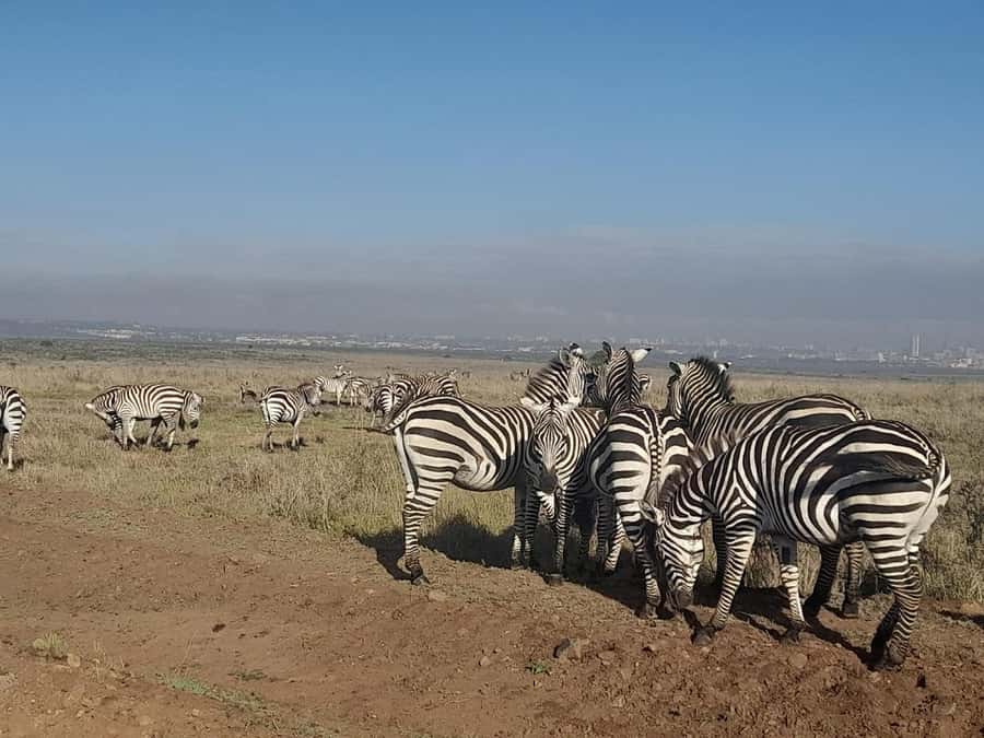 Nairobi: National Park Early Morning or Afternoon Game Drive - The pop-up roof van and photography
