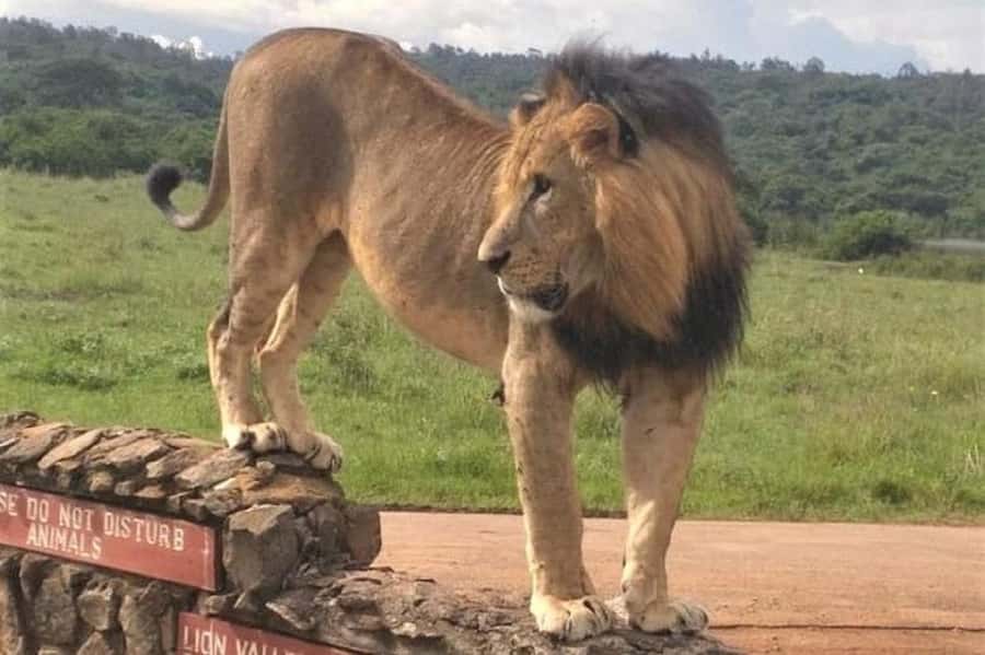 Nairobi: National Park Early Morning or Afternoon Game Drive - Observation deck and city views
