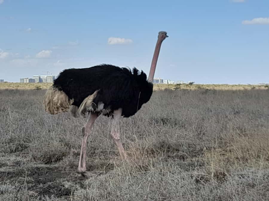 Nairobi: National Park Early Morning or Afternoon Game Drive - Practical details for a smooth outing