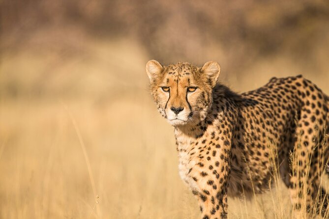 Nairobi: National Park Early Morning or Afternoon Game Drive - Pickup from ten Nairobi areas