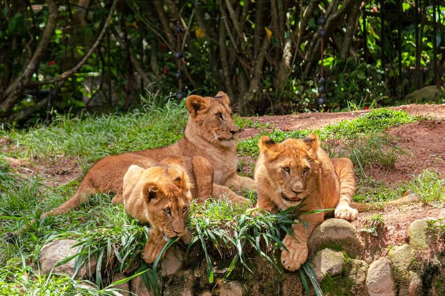 Nairobi: National Park Early Morning or Afternoon Tour - Why Nairobi National Park makes a good first safari