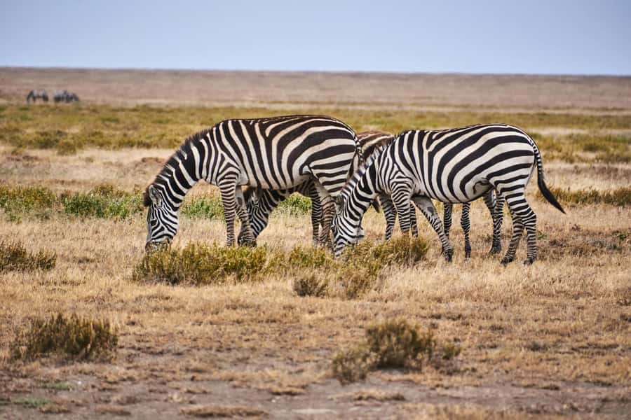 Nairobi: National Park Early Morning or Afternoon Tour - Entering the park at sunrise or in the afternoon