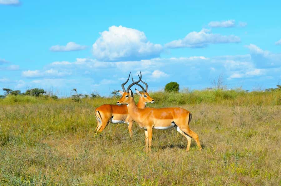 Nairobi: National Park Early Morning or Afternoon Tour - Picnic breakfast or lunch in the park