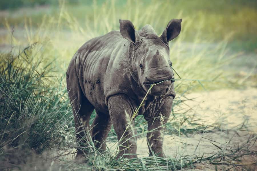Nairobi: National Park Early Morning or Afternoon Tour - Who should book this Nairobi safari?