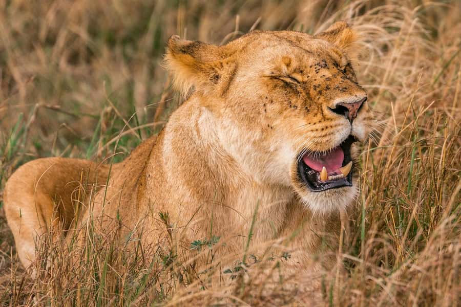 Nairobi: National Park Early Morning or Afternoon Tour - Pickup in Nairobi and the 30-minute ride