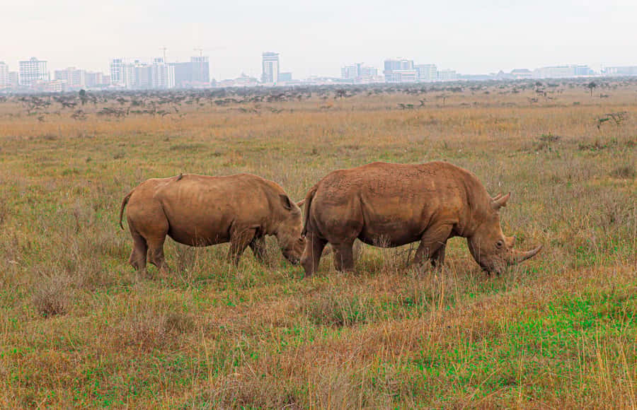 Nairobi National Park: & Elephant Orphanage 4X4 Jeep Tour - Key points to know before booking