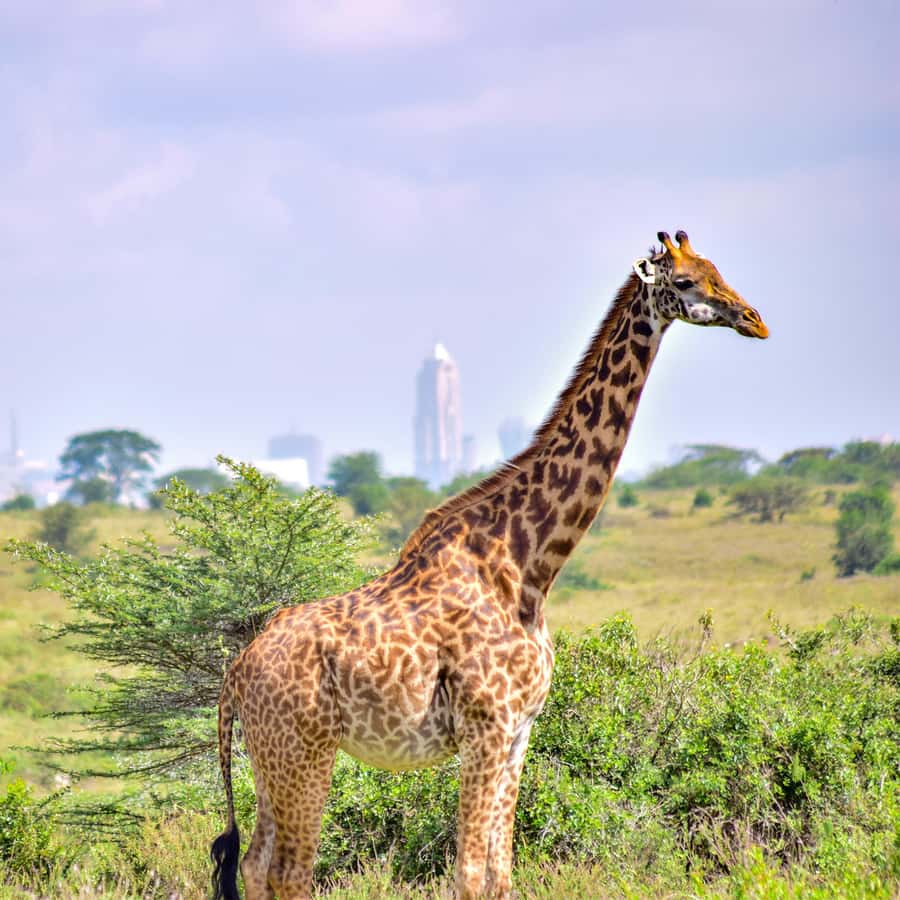 Nairobi National Park: & Elephant Orphanage 4X4 Jeep Tour - Waiting at the park entrance