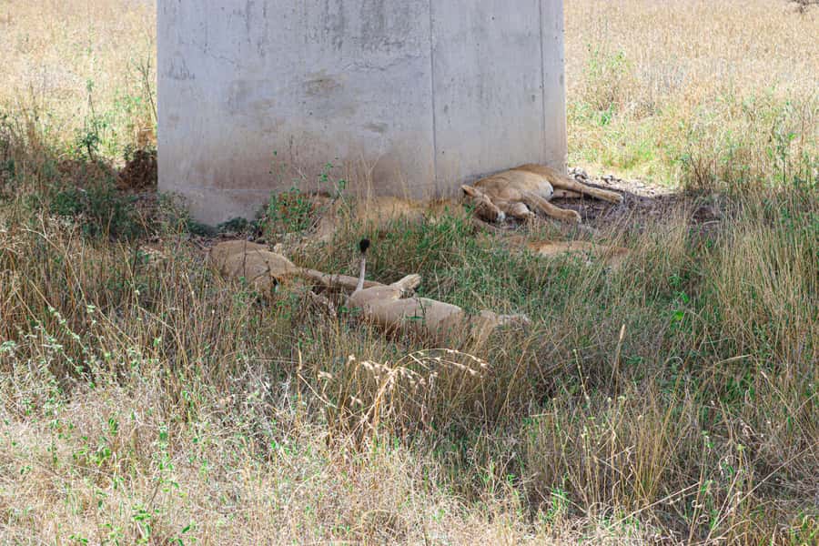 Nairobi National Park: & Elephant Orphanage 4X4 Jeep Tour - The open-roof Landcruiser game drive