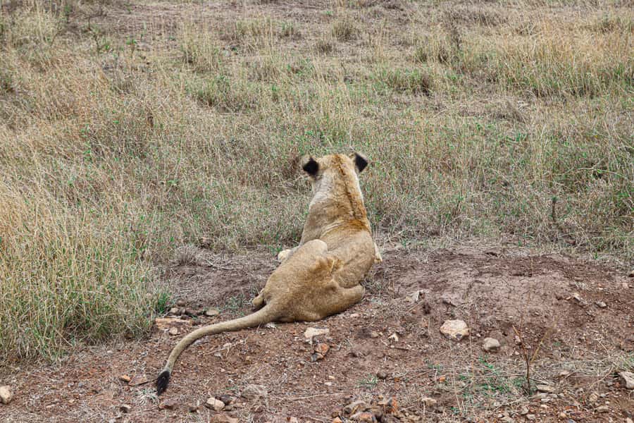 Nairobi National Park: & Elephant Orphanage 4X4 Jeep Tour - Lions, rhinos, giraffes, and the city skyline