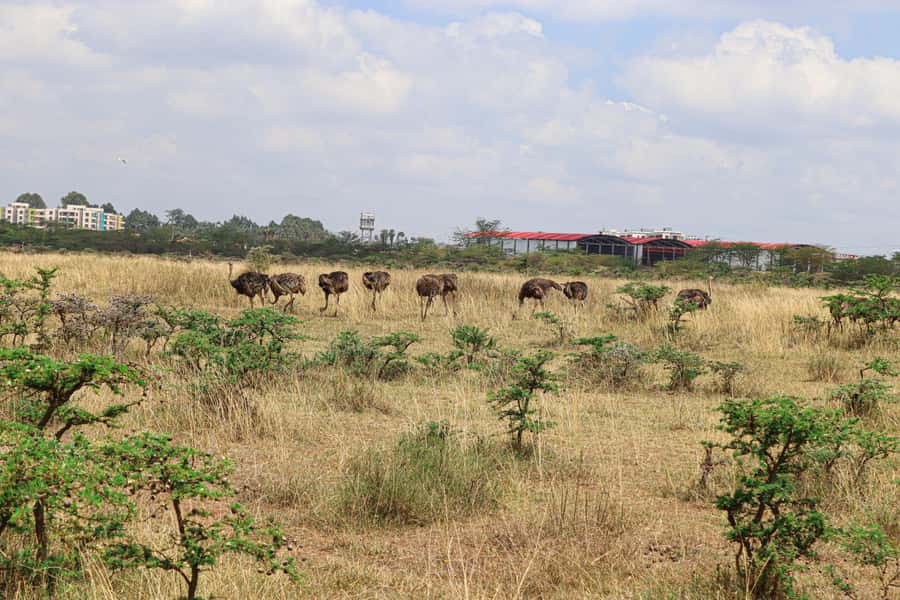 Nairobi National Park: & Elephant Orphanage 4X4 Jeep Tour - The ivory monument and a short pause on foot