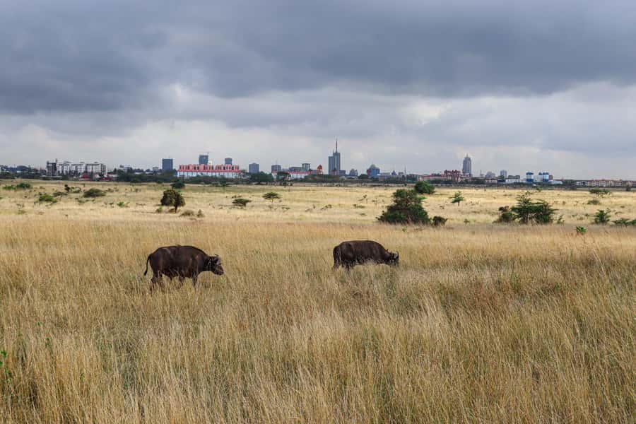 Nairobi National Park: & Elephant Orphanage 4X4 Jeep Tour - How the $130 price measures up
