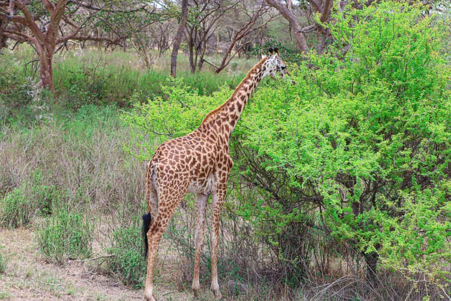 Nairobi National Park: & Elephant Orphanage 4X4 Jeep Tour - Who will enjoy this safari most