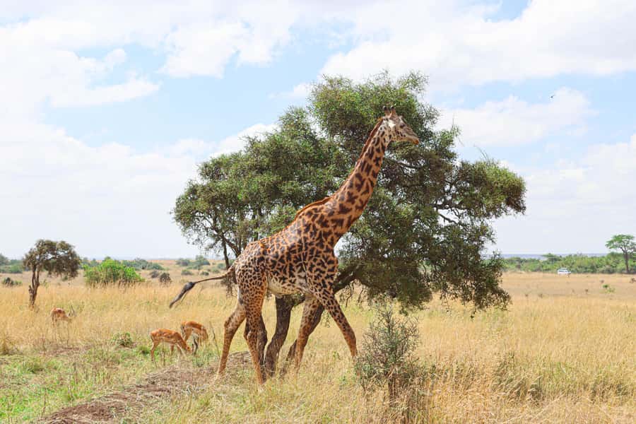 Nairobi National Park: & Elephant Orphanage 4X4 Jeep Tour - The morning pickup and drive to the gate